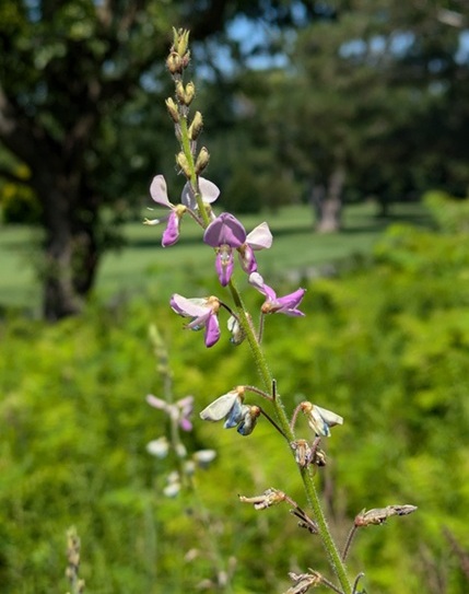Illinois Tick trefoil Patrick Deacon